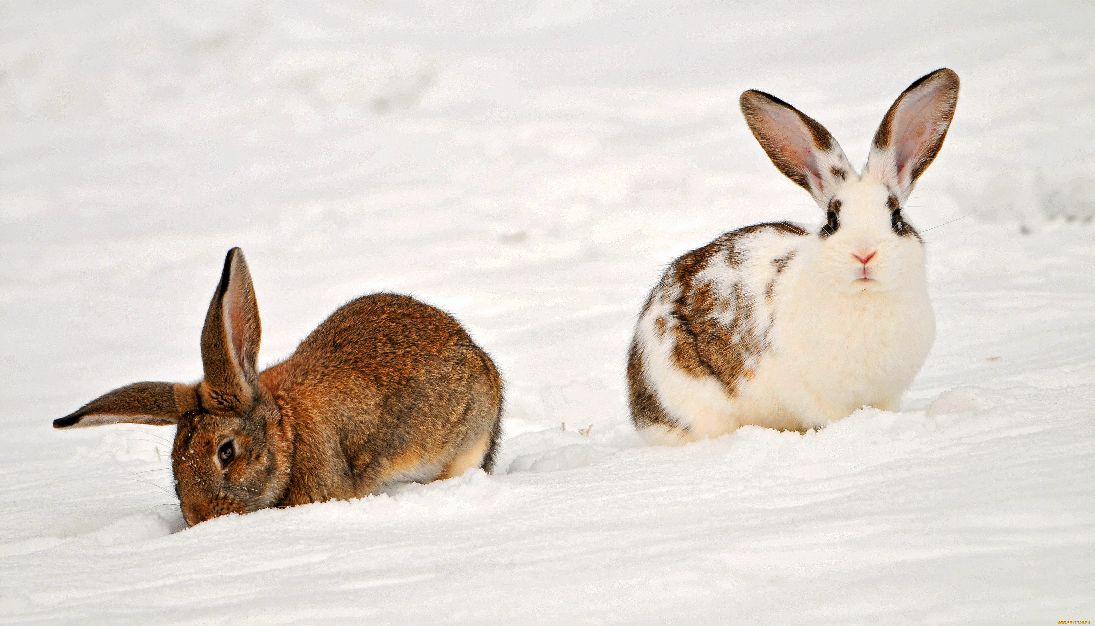 Заяц в сугробе. Заяц Беляк. Кролик зимой. Кролик в снегу. Зимние звери.